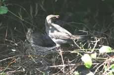 Amsel-9-Tag-Fütterung-2.jpg